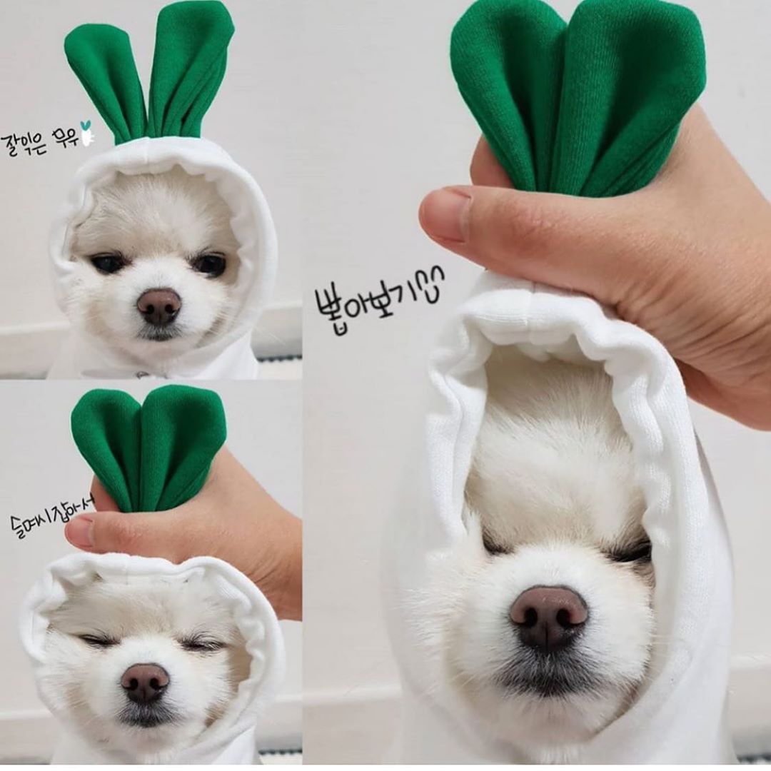 Sweat pour petit chiens