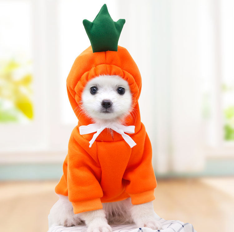 Sweat pour petit chiens