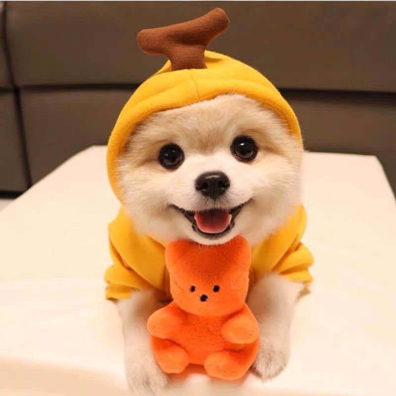 Sweat pour petit chiens